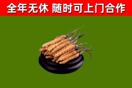 武胜县回收散虫草