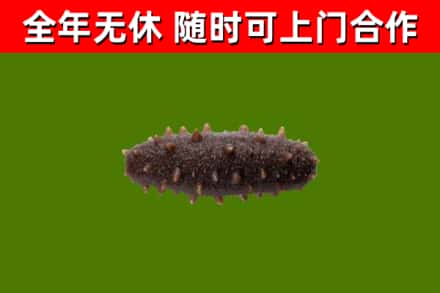 武胜县回收海参干